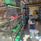 سمان كريمي بلدي ابيض بني غامت كل نوع في موجود