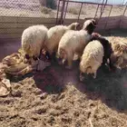 6 خرفان نعيم الضهوار فل الفل