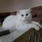 قط ذكر شرازي للتبني