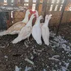 بط بلدي للبيع