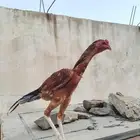 فرنوج سندي وزوجين حمام باكستاني