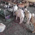 سواكني تربيه الون ابيض العدد 40