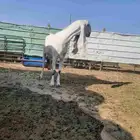 عنز فاخره شابب