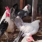 دجاج فيومي بياض