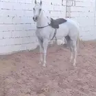 فرس واهو