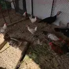 ديوك فيومي وبلدي