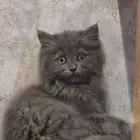 قط شيرازي مع هملايا 3شهور