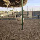 مشروع فحل نجدي