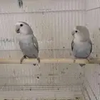زوج روز منتج 2