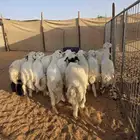 خرفان حري وهجين طيبه