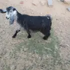 جفره مقروعه له 3شهور 0ولااعلم هي مضرع اولا