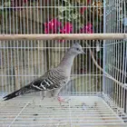 للبيع جوز خلخليت محلل (تم البيع)