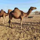 نياق لقح بدون شرايح