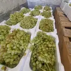 عنب بناتي سكر