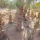 يوجد لدينا نخل للبيع