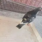 حمام زاجل جوز
