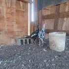 دجاج باكستاني للبيع