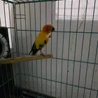 زوج صن كنيور إنتاج