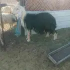 للبيع خروف نجدي سن رباع غير مشروط