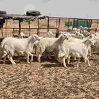 رخال حريات صنف