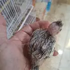 فروخ كروان نورمال