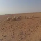 شياه مطافيل