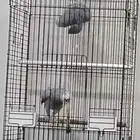 كاسكو عدد2 تركيب جديد