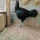 دجاجة باكستاني سندي اصيل مع فرخها