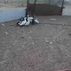 فروخ بط للبيع