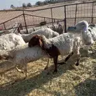 للبيع غنم نعيم مع حريات العدد 7 طيبات وسليمه شرط