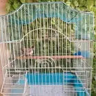 ذكر حسون طايفي مغرد