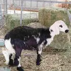 عرض طلي للبيع