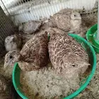 قطىى عراقي نغاق فروخ