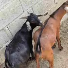 تيوس ذبايح مناسبات او ثلاجه