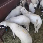 لدينا السواكني المرابي الجدعان