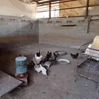دجاج حساوي للبيع