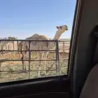 قعود للبيع