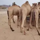 قعدان حاشي صومالي بمزرعه جده 2850