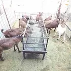 معزا جنوبية للبيع العدد 10