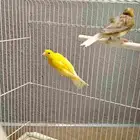 للبيع جوز كناري