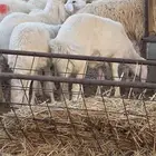 ذبايح حري زبدة رخال وطليان