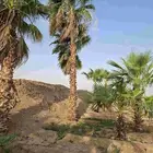 توريد نخل واشنطني ونخيل عربي