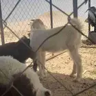 معزا ثنايا