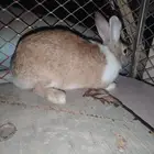 Female rabbit for sale