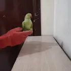 تم البيع