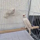 كناري ستنايت كلاسك عيون حمر بيور