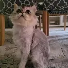 قط ذكر شيرازي مخلط للتبني عاجل