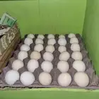 صحن بيض بلدي للبيع