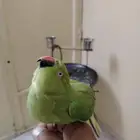 ببغاء الدره