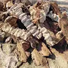 جذوع نخل يابس